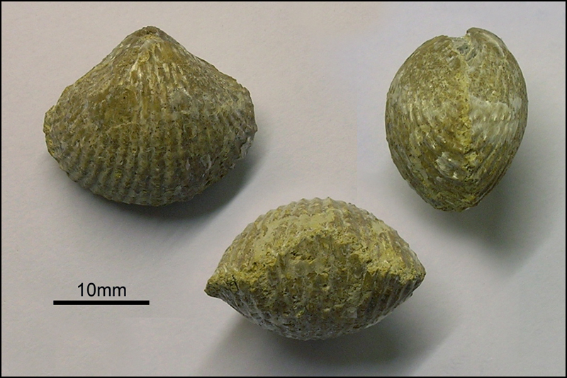 acanthothyris spinosa